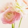 rose1403